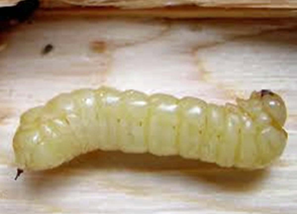 Insects - boring larvae